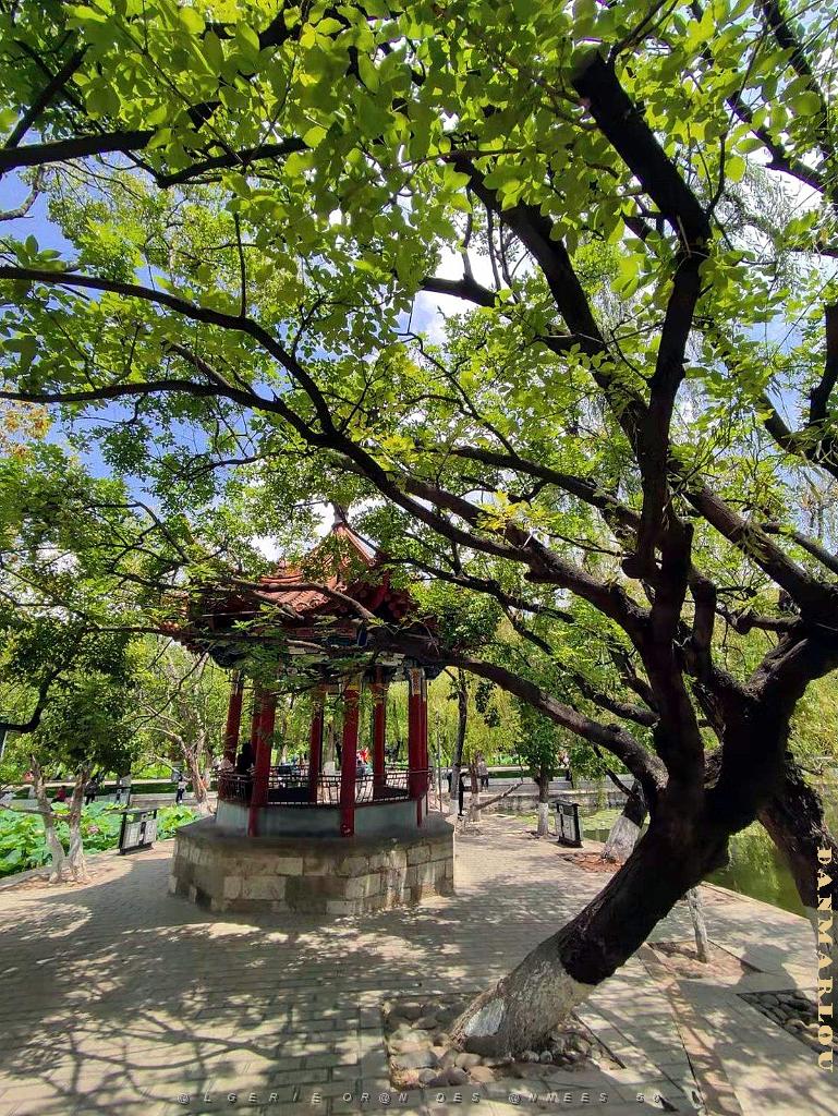 Kunming - Parc Cuihu - 52.jpg